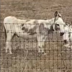 Meet your Posher, Janis